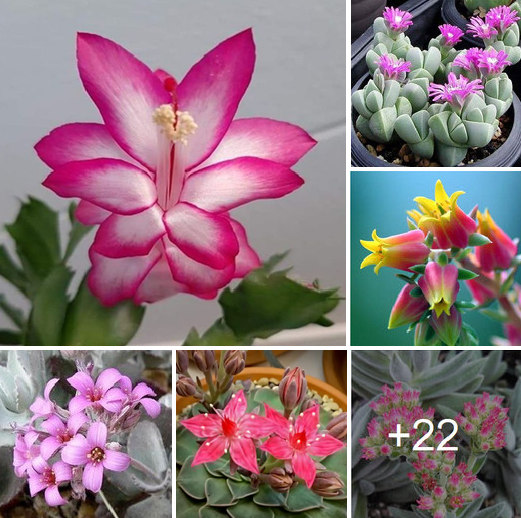Cheer up your home with flowering rare succulents