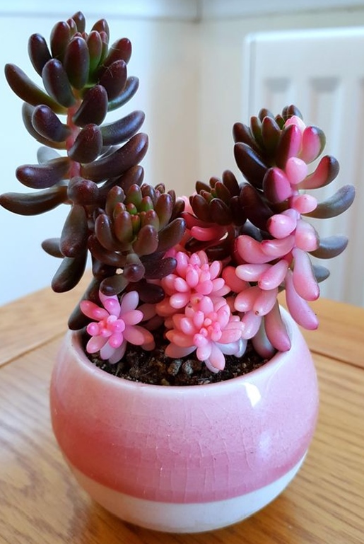 Captivating pink succulents to grow easily