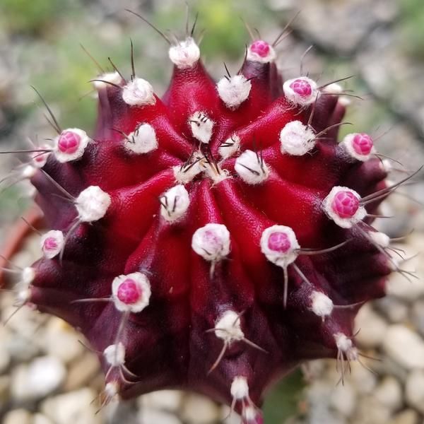 How to grow and care for amazing cactus Gymnocalycium