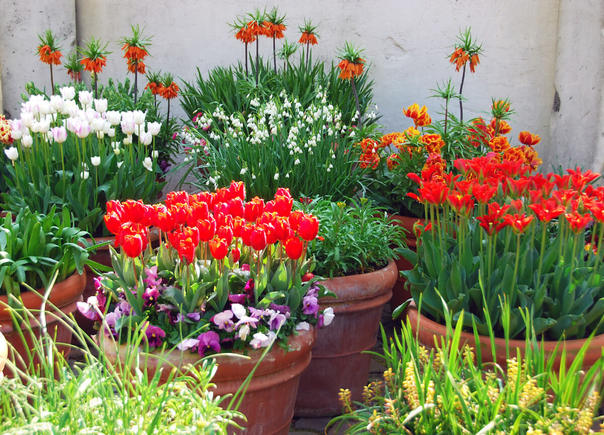How to grow and care for coloful tulips