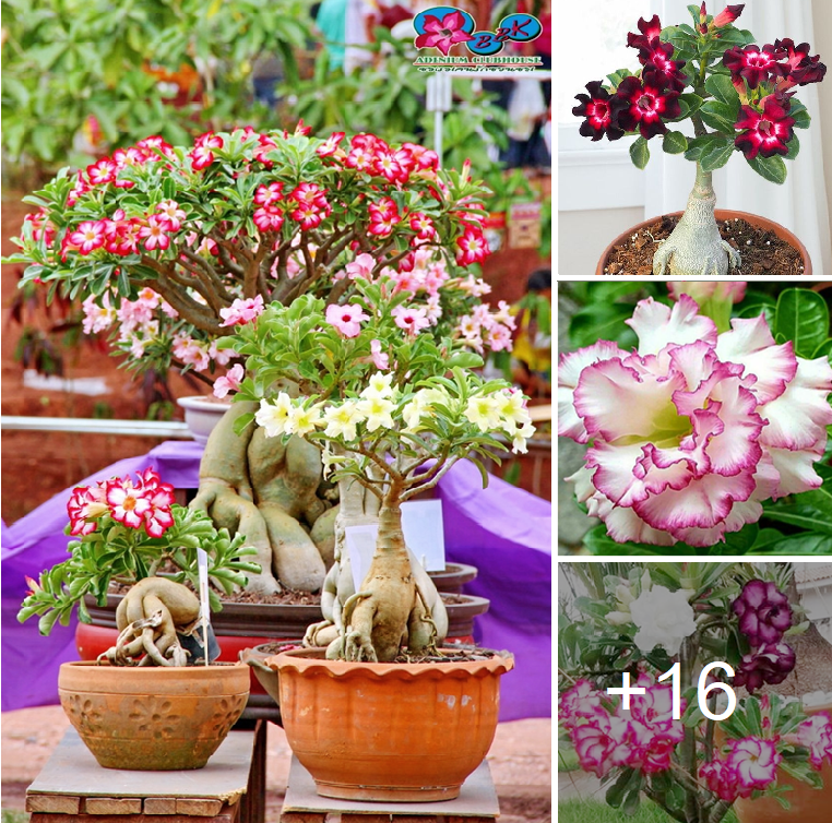 How to grow adenium at your home easily this spring