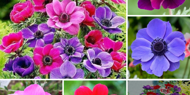 Anemone Planting and Care Guide