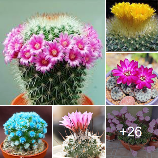 How to grow amazing blooming cacti species