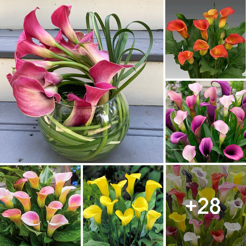 Tips On Growing Calla Lilies