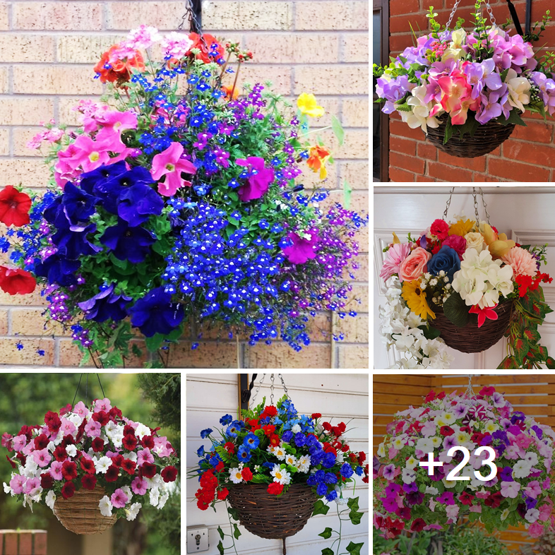 How to grow colorful flowers in hanging baskets