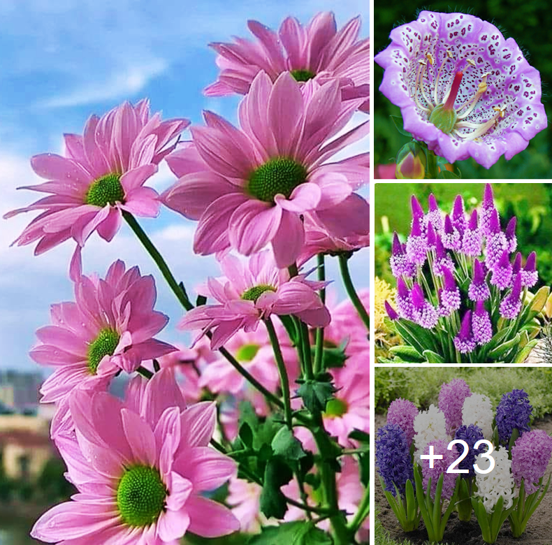 Captivating pink and purple flower types you can grow easily