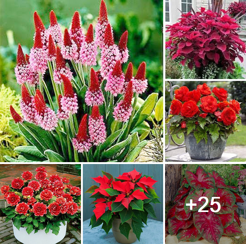 Amazing red and pink flowers types you can grow easily