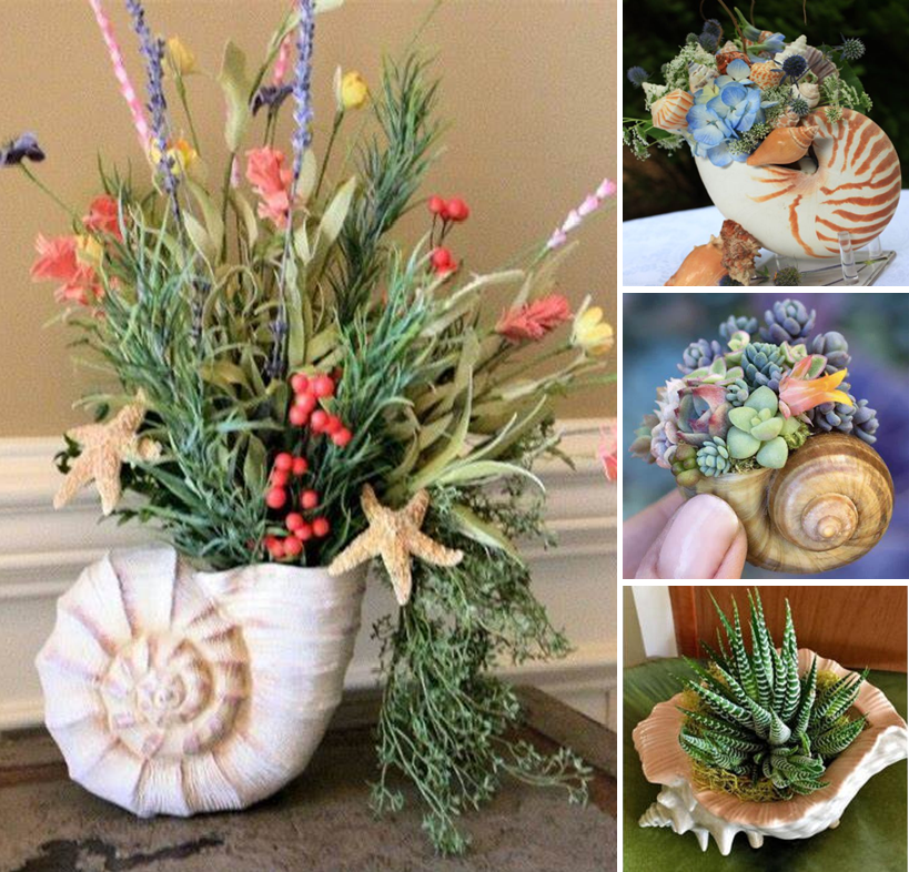 How to Use a Sea shell As a Planter