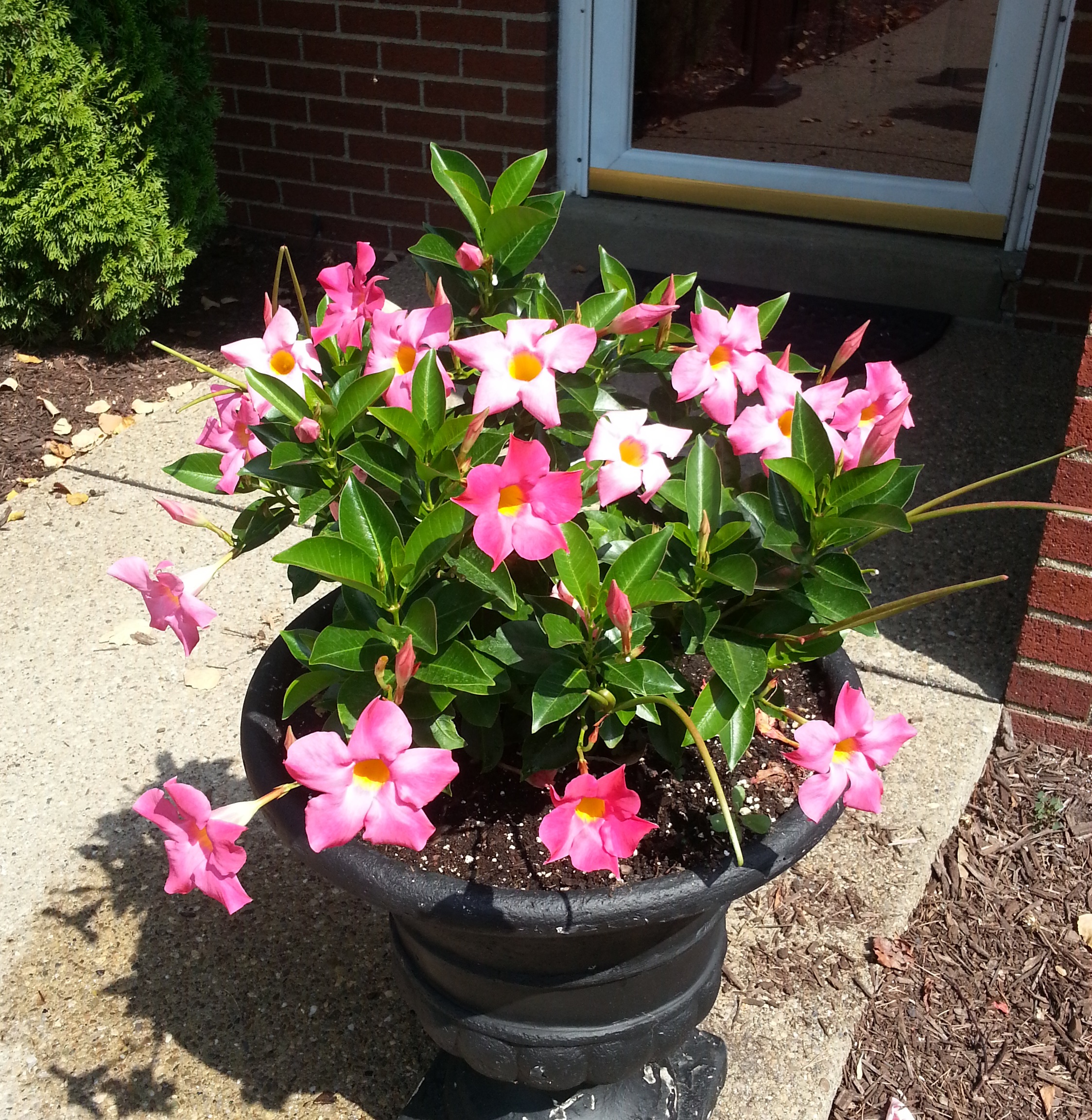 How to plant and grow Mandevilla