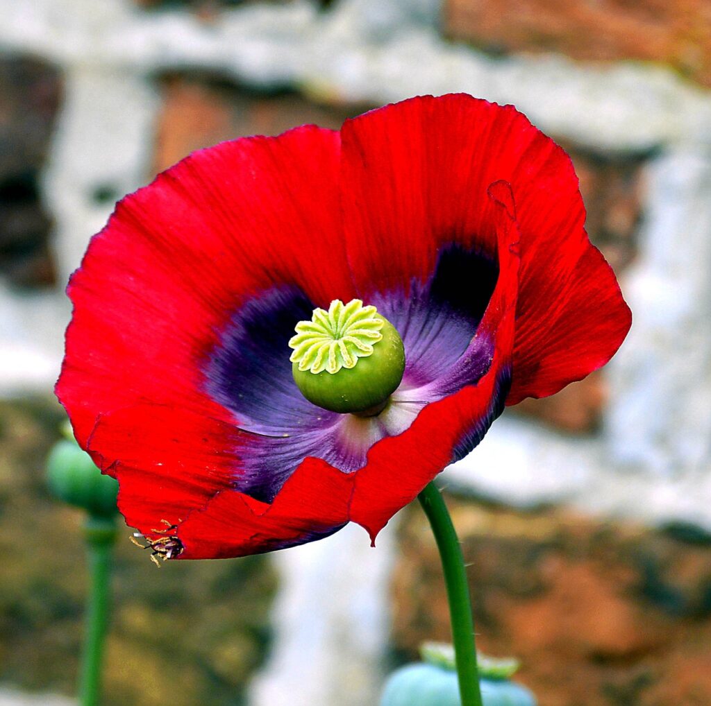 How to grow colorful Poppy flowers from seed