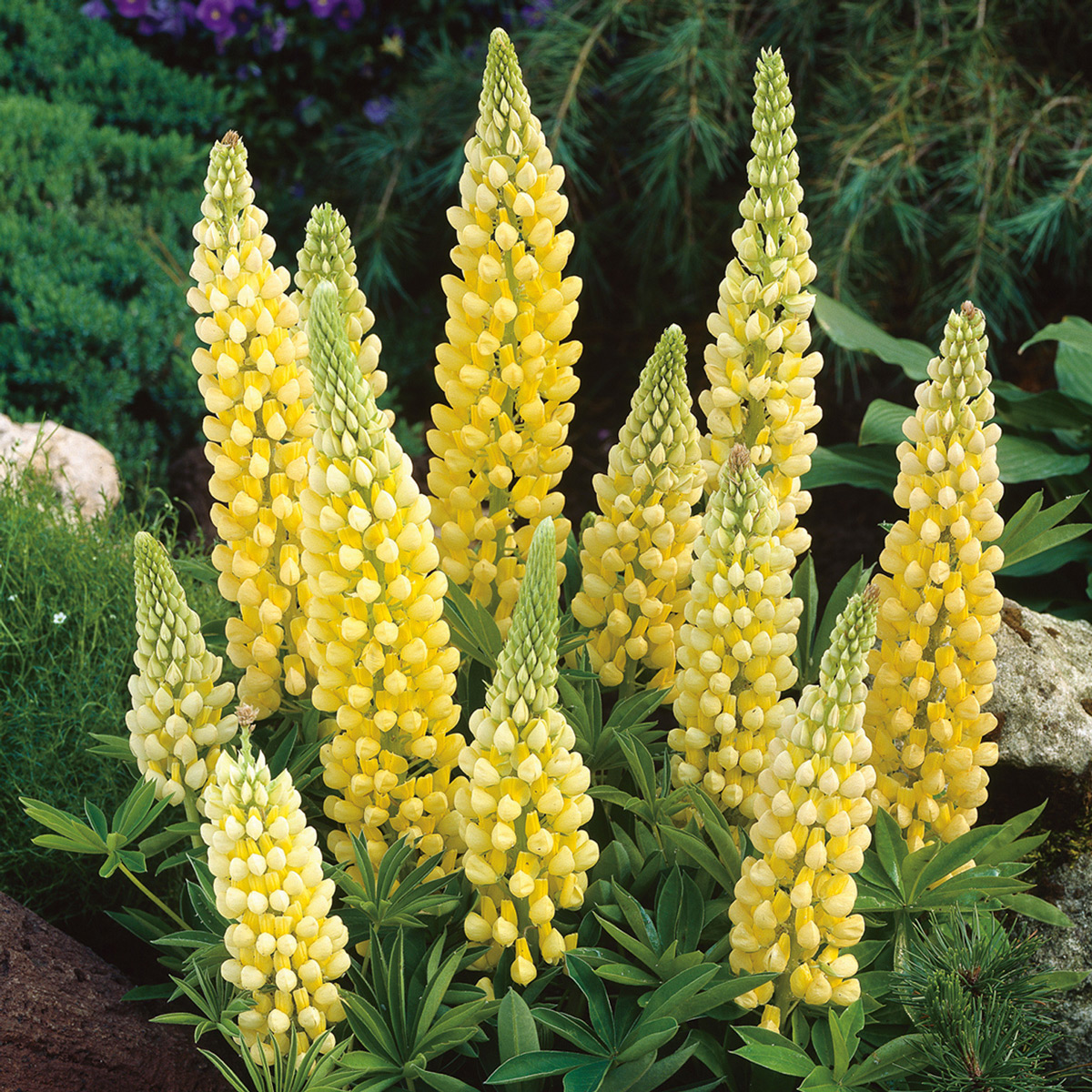 How to grow various colors of lupines from seeds