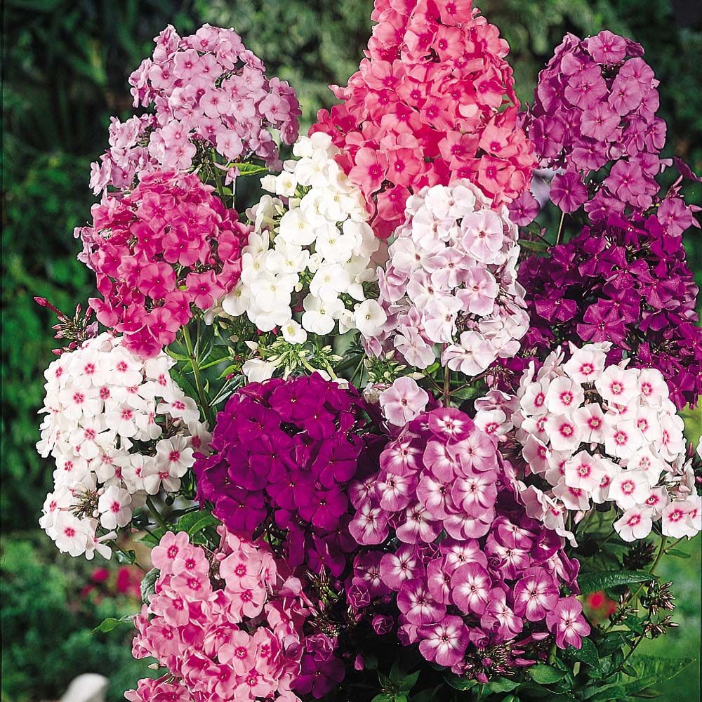How to grow and care for Phlox the easy way