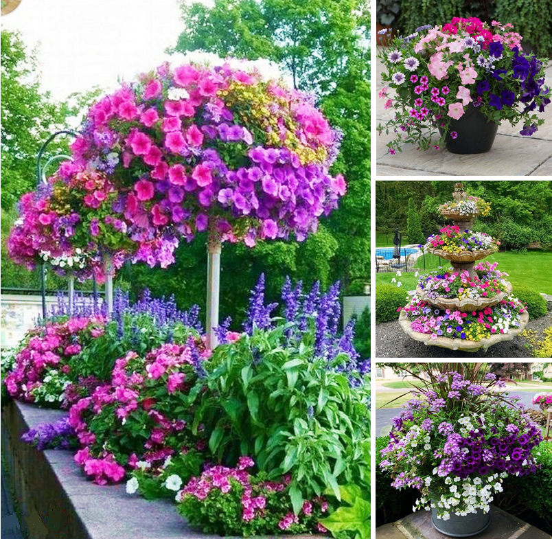 Growing and caring for colorful petunias
