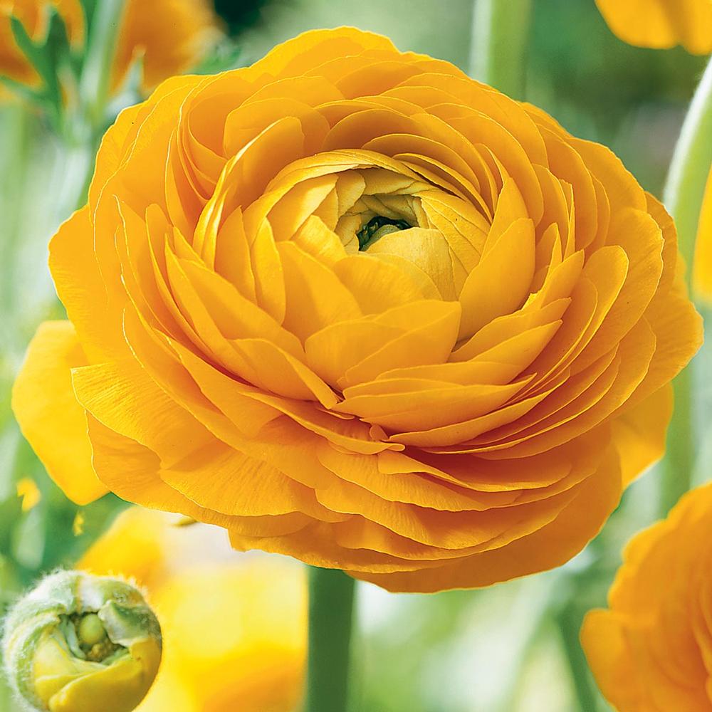 Growing and caring for Ranunculus