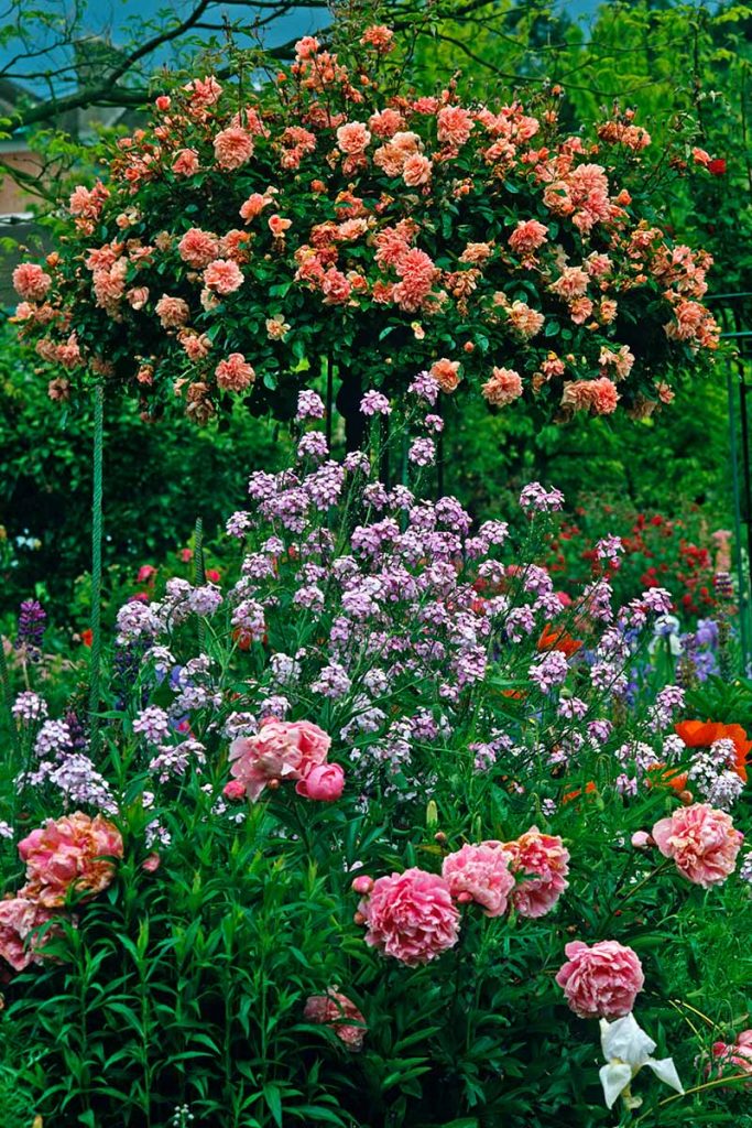 Make you garden look charming with rose trees