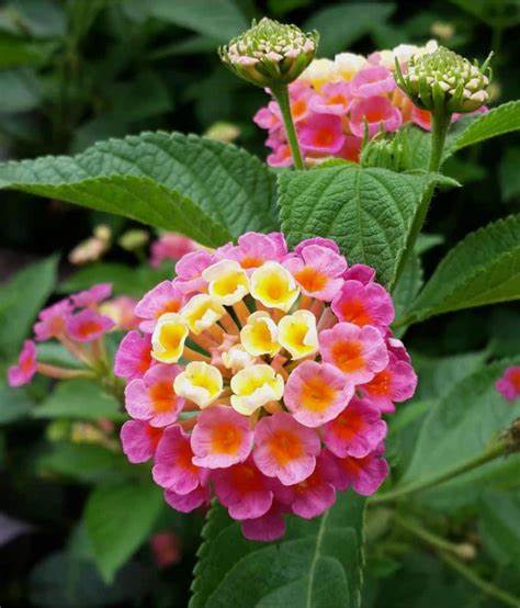 How to grow and care for lantana flowers