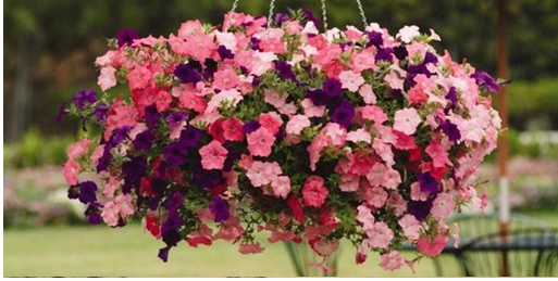 Inspiring pink  flowers for your backyard