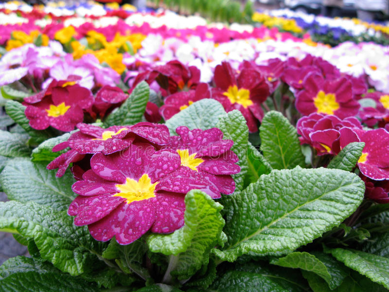 How to grow colorful Primulas from seed.