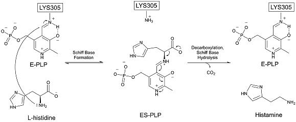 histidine decarboxylase