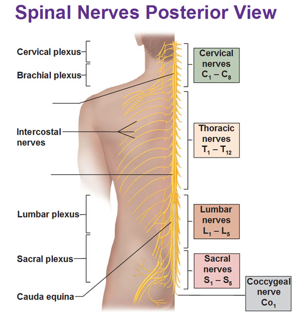 nerve plexus