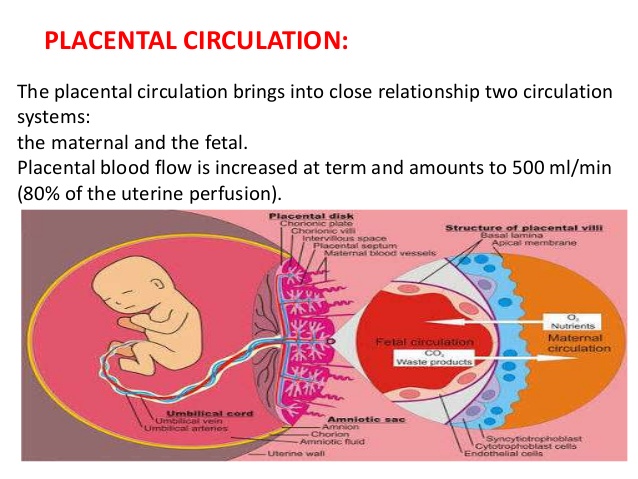 placental circulation