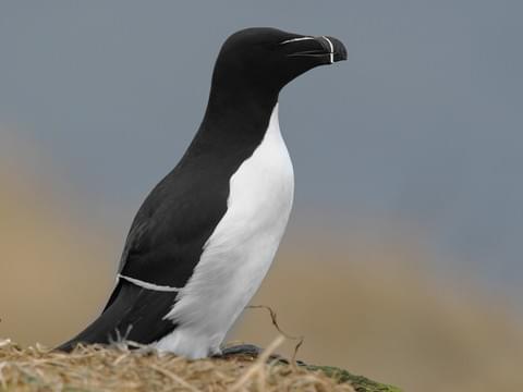 razorbill auk