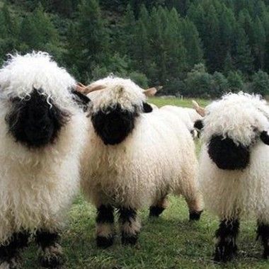 sheeplike