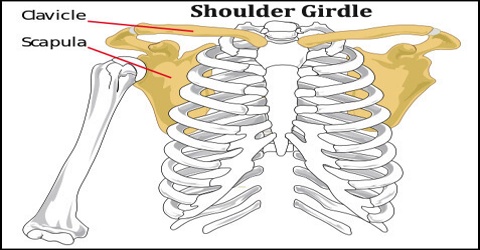 shoulder girdle