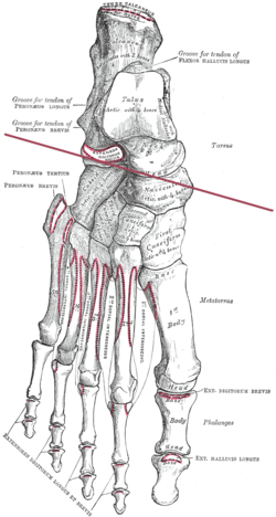 tarsal joint