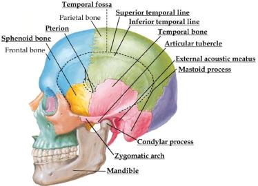 temporal fossa