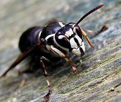 white-faced hornet