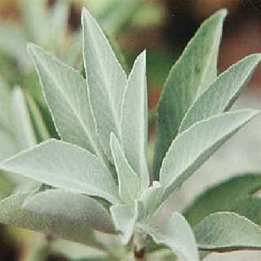 white sage