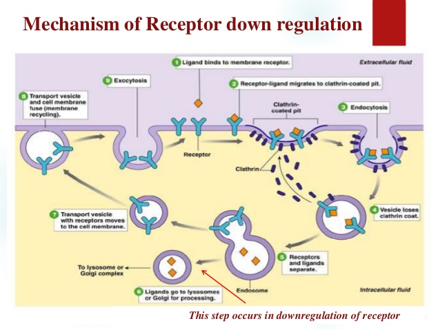 downregulation