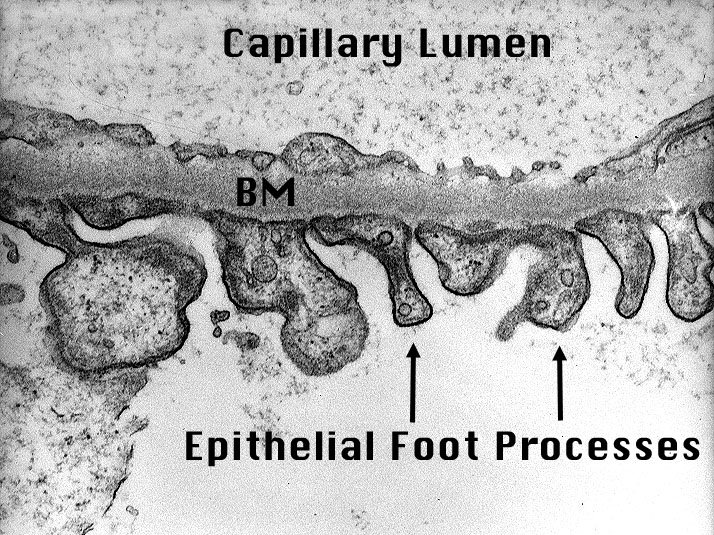 foot process