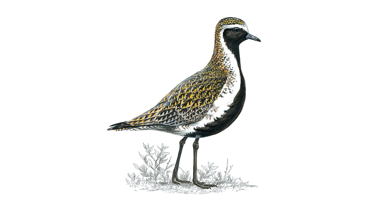 golden plover