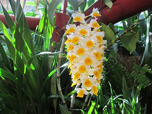 orchid family