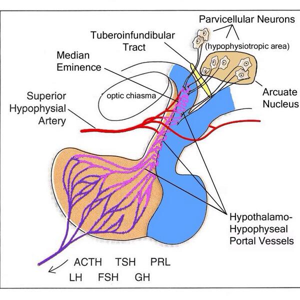 parvicellular