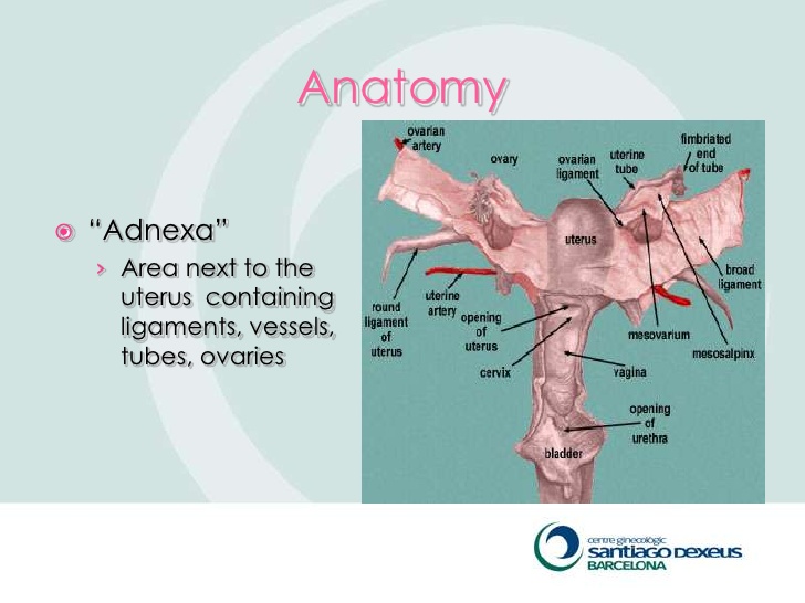 Adnexal Liberal Dictionary